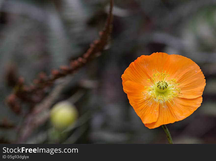 Orange poppy opening bud close up