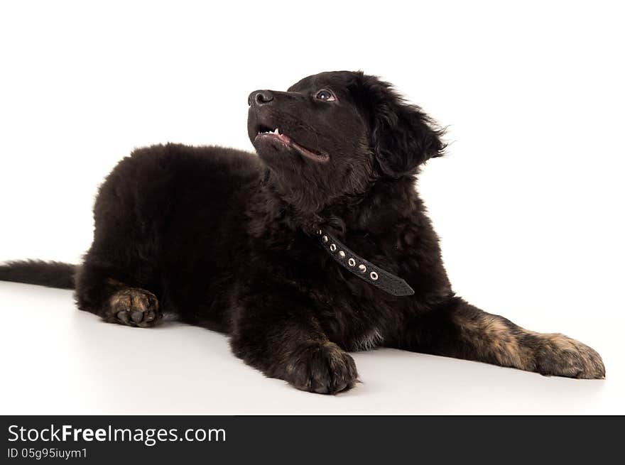 Young black labrador puppy