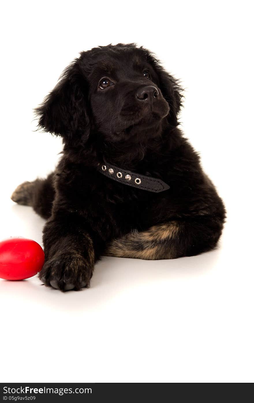 Portrait of a black labrador with a toy. Portrait of a black labrador with a toy