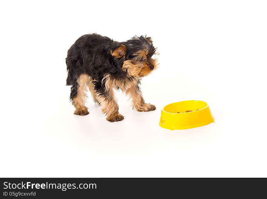 Little puppy yorkshire terriers with a bowl isolated on white background