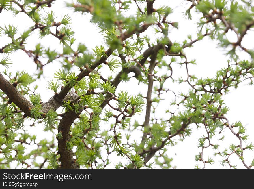 Larch Background