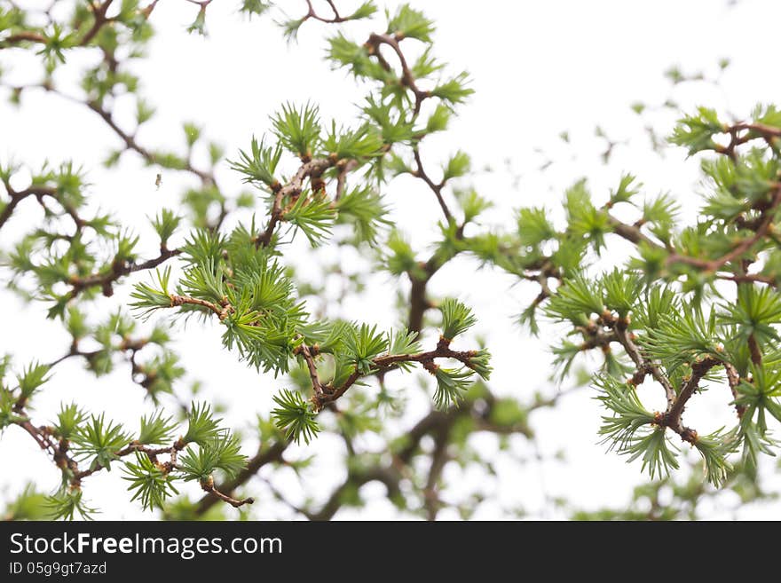 Larch background