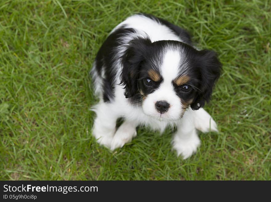 Spaniel puppy