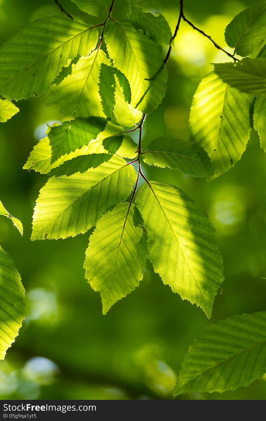 Beautiful, harmonious forest detail, with hornbeam leaves