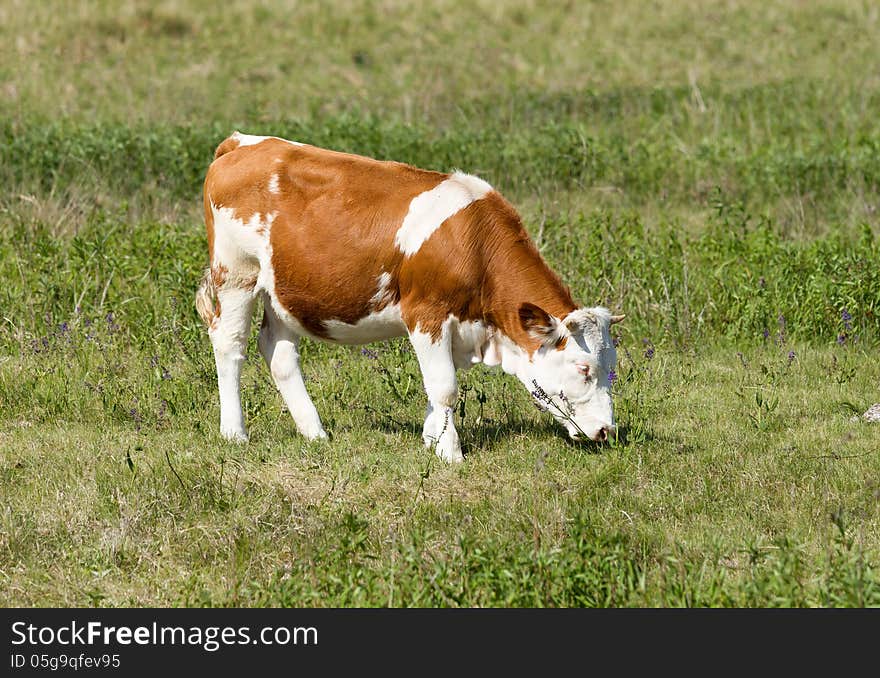 Hungarian cow