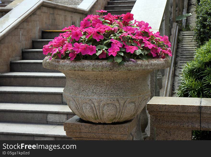 Beautiful potted flower in stone basin. Beautiful potted flower in stone basin.