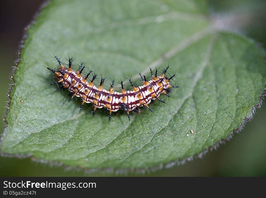 Caterpillar On Green Leaf