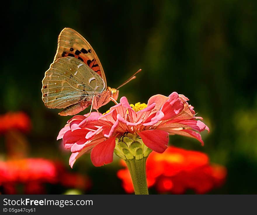 Butterfly on a flower