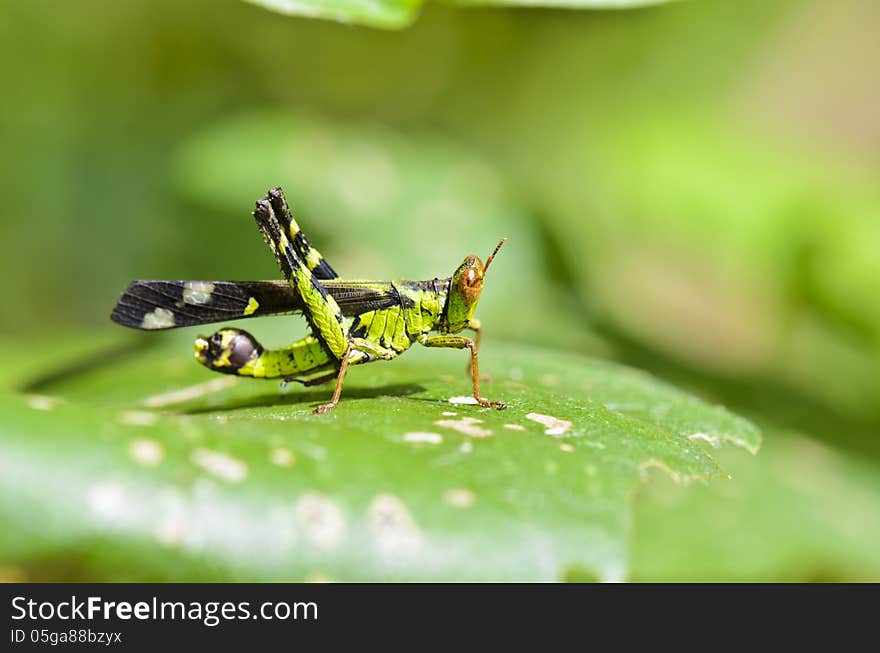 Monkey Grasshopper ( Erianthus serratus ) in the forests of Thailand. Monkey Grasshopper ( Erianthus serratus ) in the forests of Thailand.