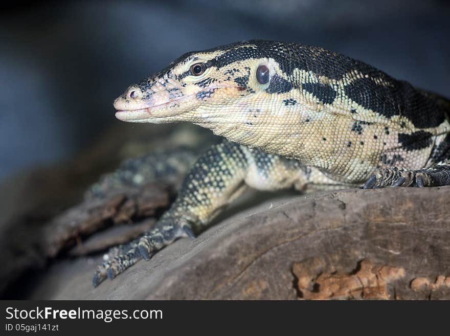 Monitor lizard is yellow black. Monitor lizard is yellow black