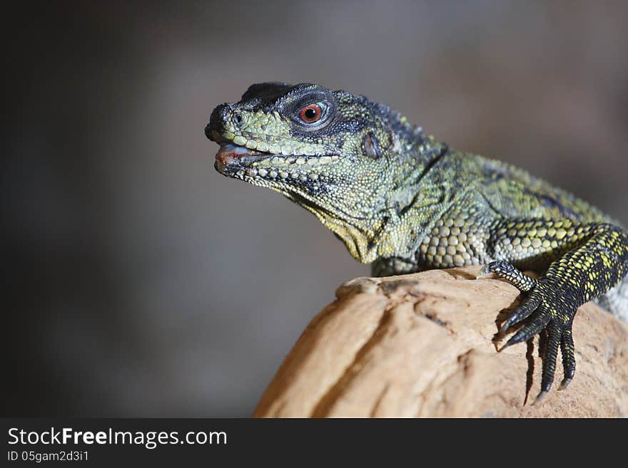 Agama lizard is little that calls Hydrosaurus