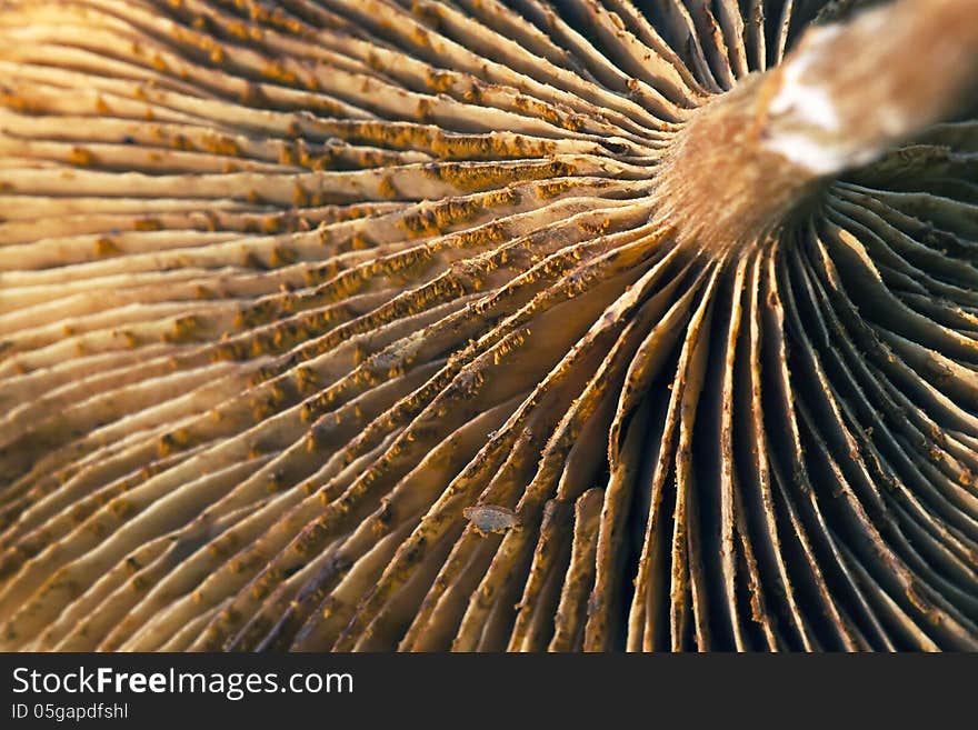 Mushroom cap detail with spores