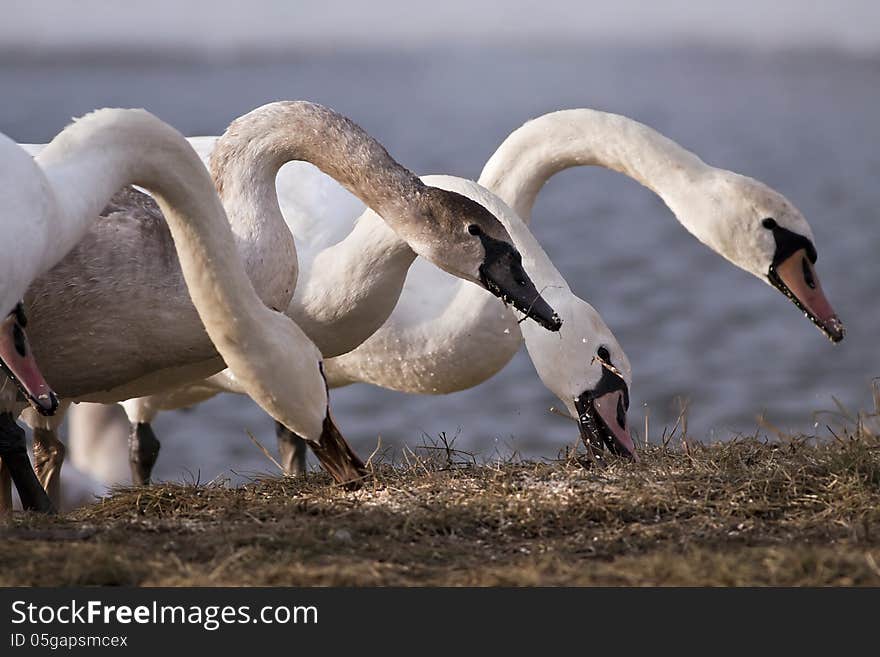 Swan family eating grass on the river-side