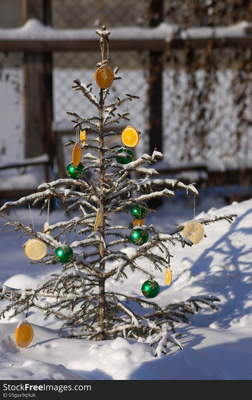 Christmas tree decorated with balls and slices of oranges and lemons, natural green tree growing in nature. traditional attribute of the celebration of Christmas and the New Year in many countries around the world.