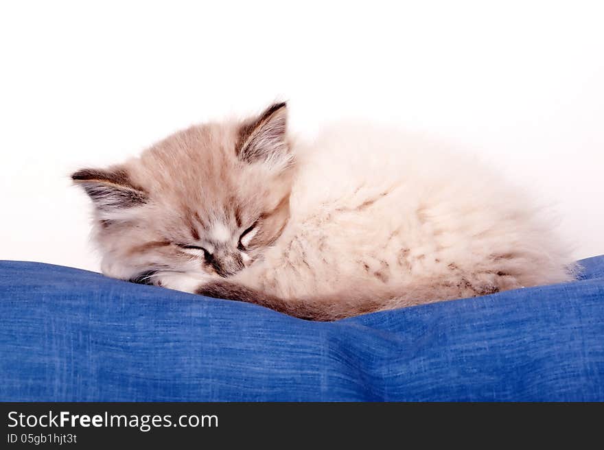 Small kitten sleeping on a blue cloth