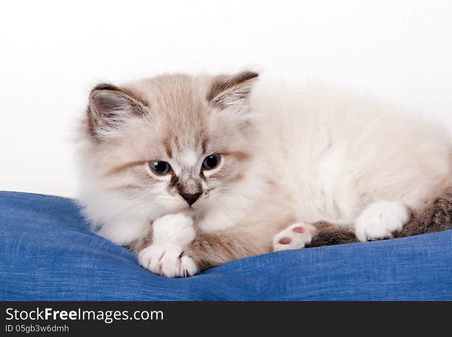 Little kitten lying on blue cloth