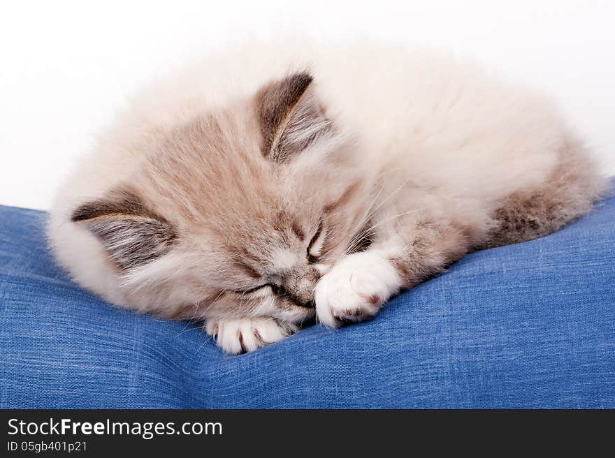 Small kitten sleeping