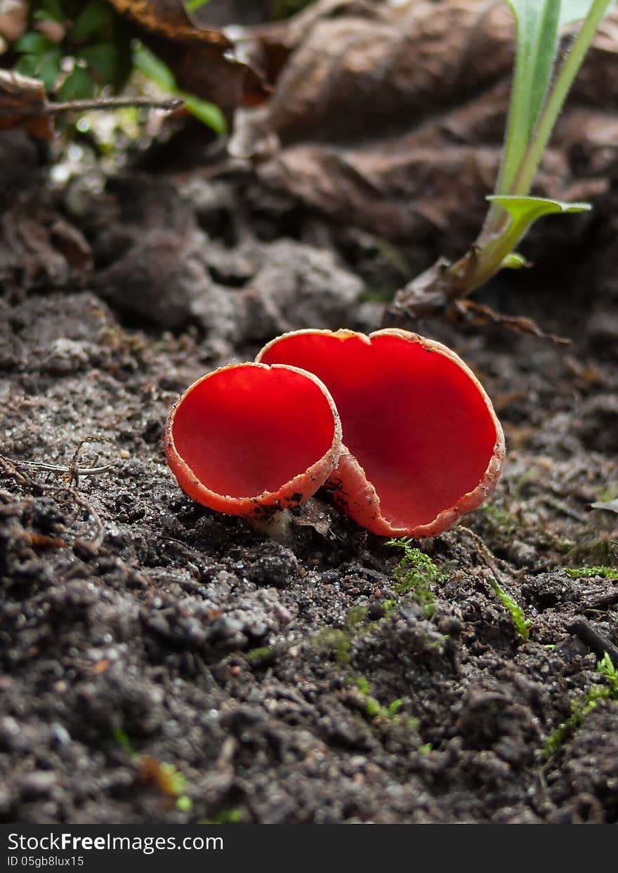A red cup fungus (Sarcoscypha austriaca) growing in the forest. A red cup fungus (Sarcoscypha austriaca) growing in the forest.