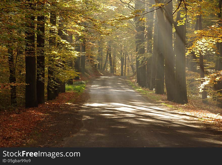 The photograph shows an asphalt road running through the beech forest. It is autumn, the leaves in the trees took a yellow color. On the side of the layer is fallen, brown leaves. Rises above the haze lightened the sun. The photograph shows an asphalt road running through the beech forest. It is autumn, the leaves in the trees took a yellow color. On the side of the layer is fallen, brown leaves. Rises above the haze lightened the sun.