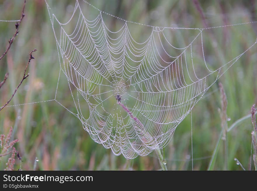 The photograph shows a cobweb stretched a meadow, against the background of grass. In the middle is the spider webs. It's morning, thread cobweb covered with dew drops. The photograph shows a cobweb stretched a meadow, against the background of grass. In the middle is the spider webs. It's morning, thread cobweb covered with dew drops.