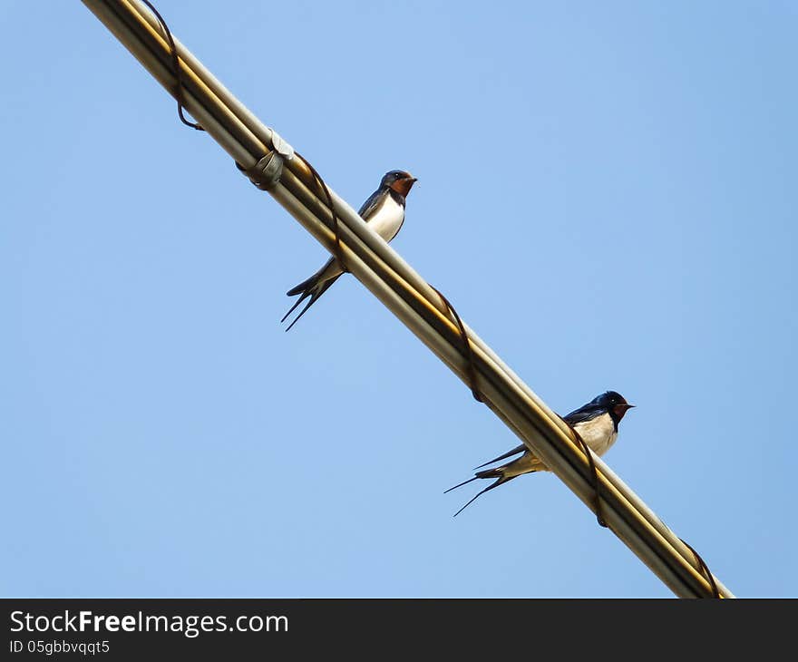 Swallow bird in my town