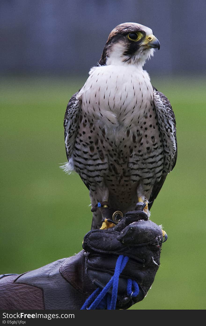 A Falcon being trained by a falconer. A Falcon being trained by a falconer