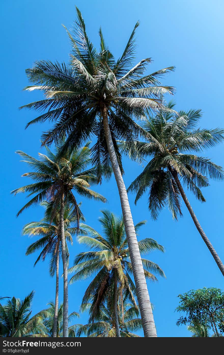 Coconut on the blue sky. Coconut on the blue sky