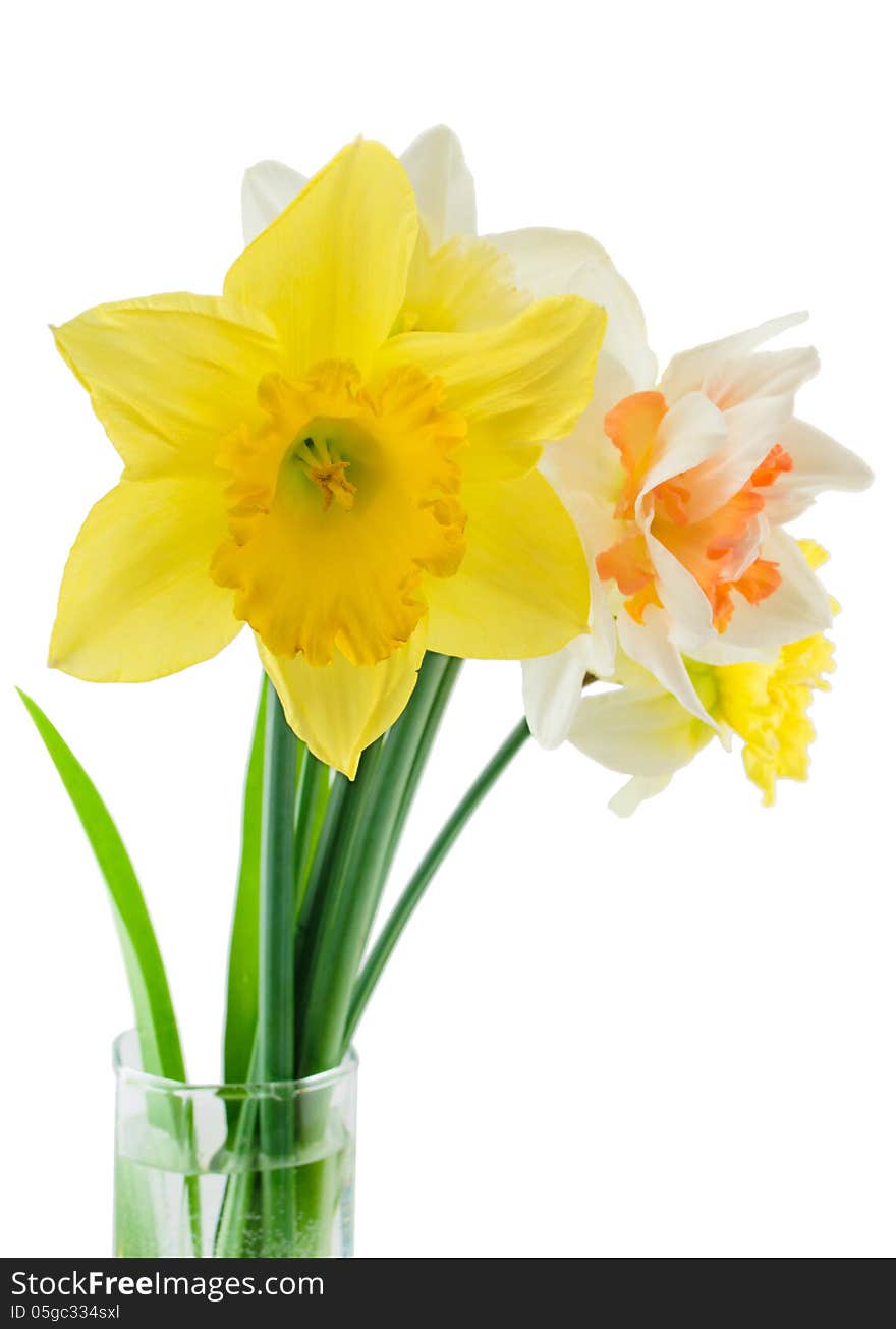 Narcissuses in a glass isolated on a white background