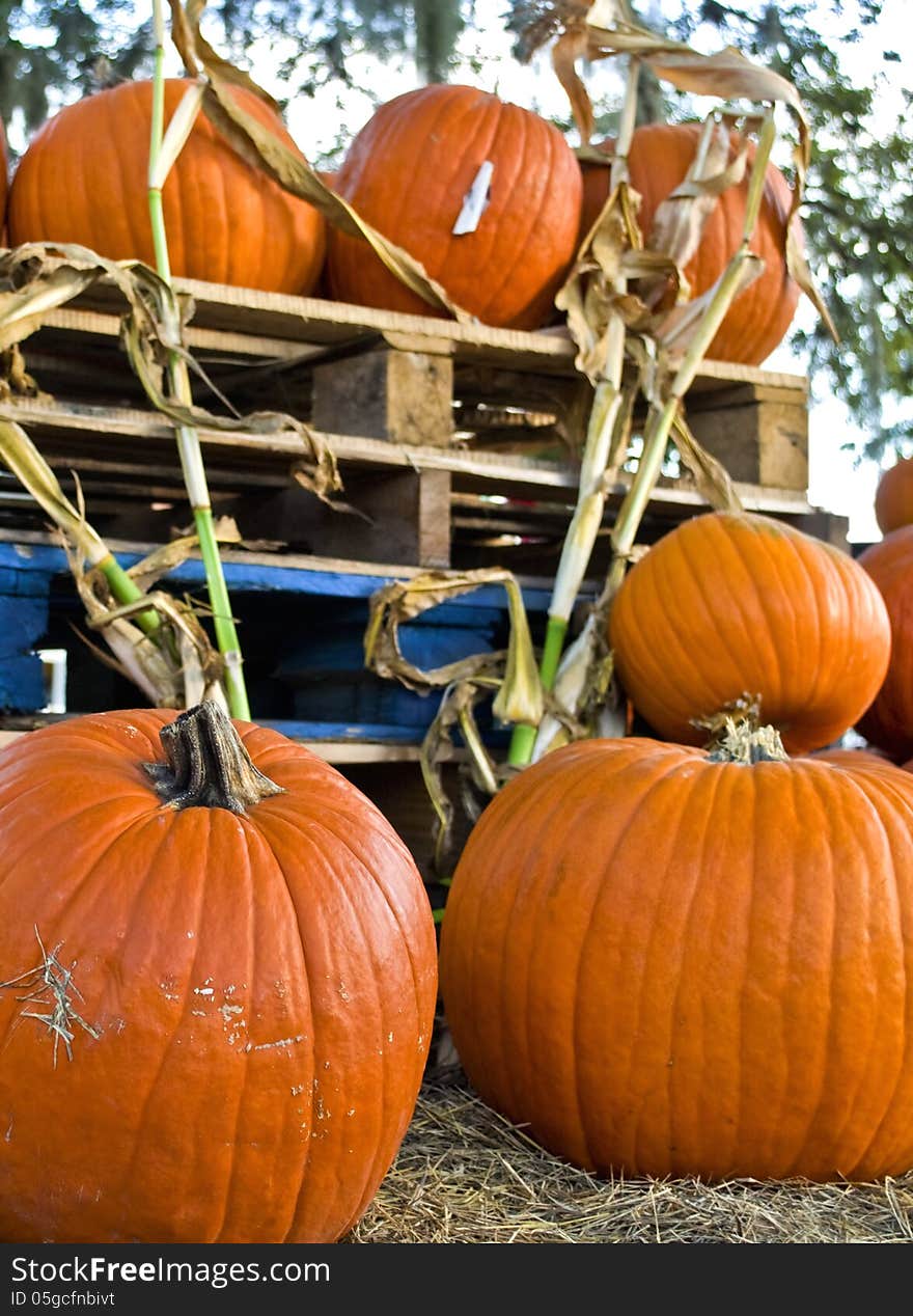 Harvest fair with nice bright orange pumpkins.