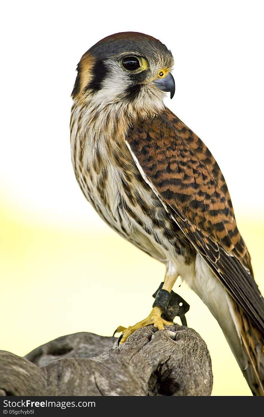 American Kestrel