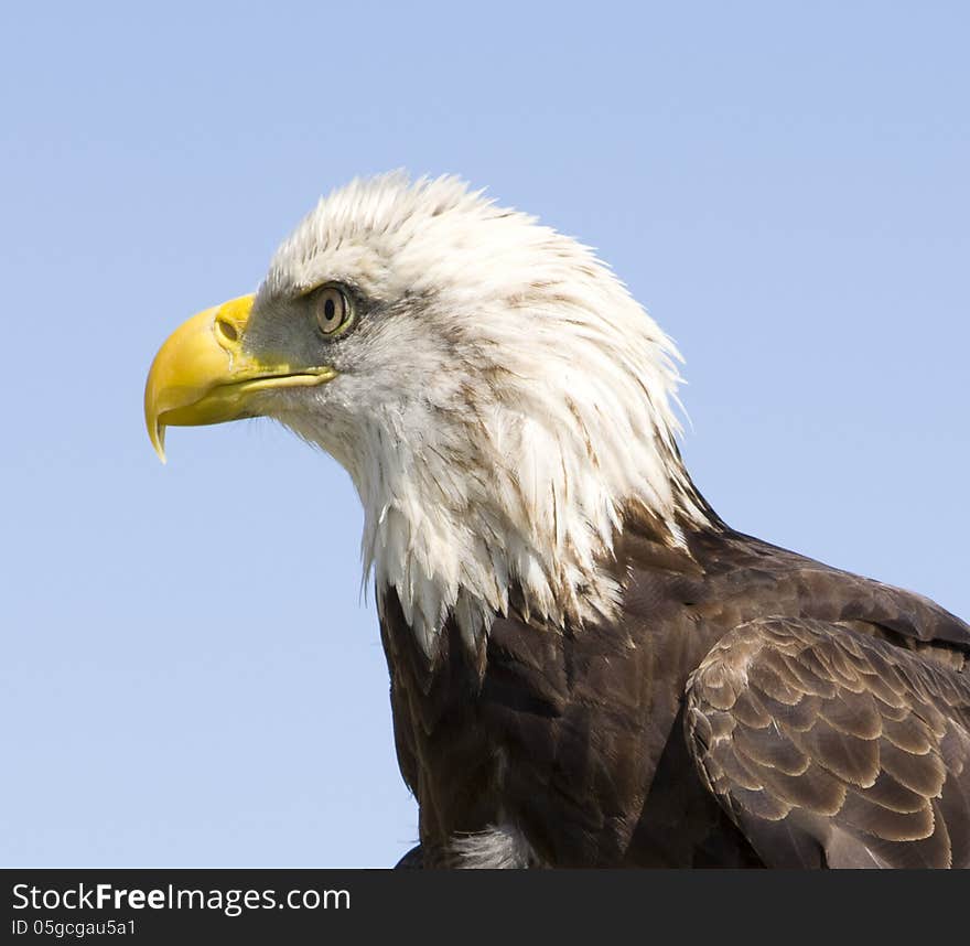 Bald Eagle