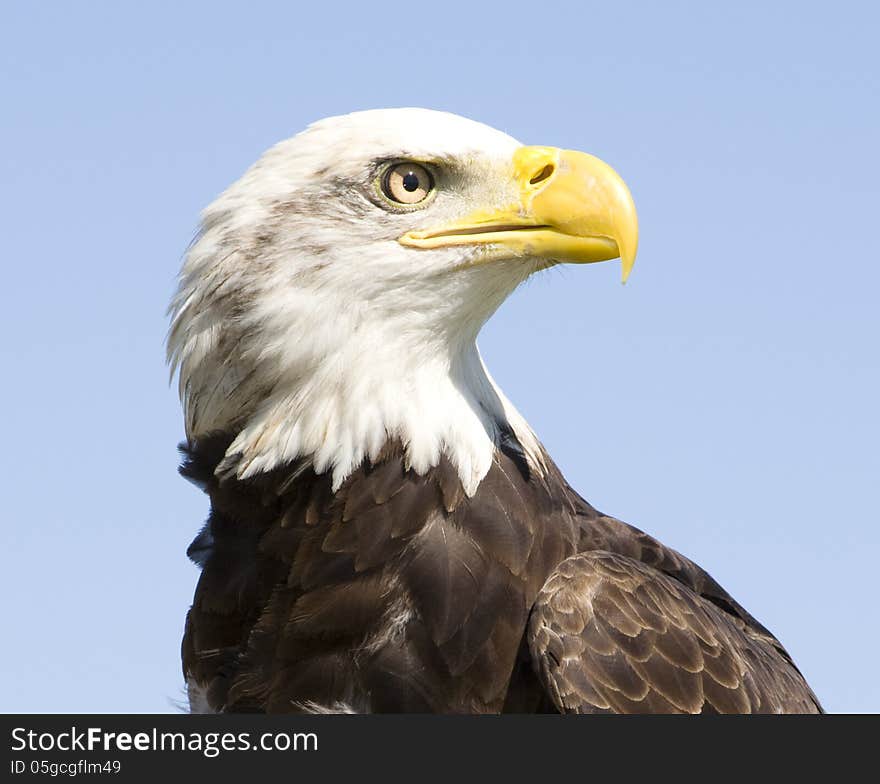 American Bald Eagle