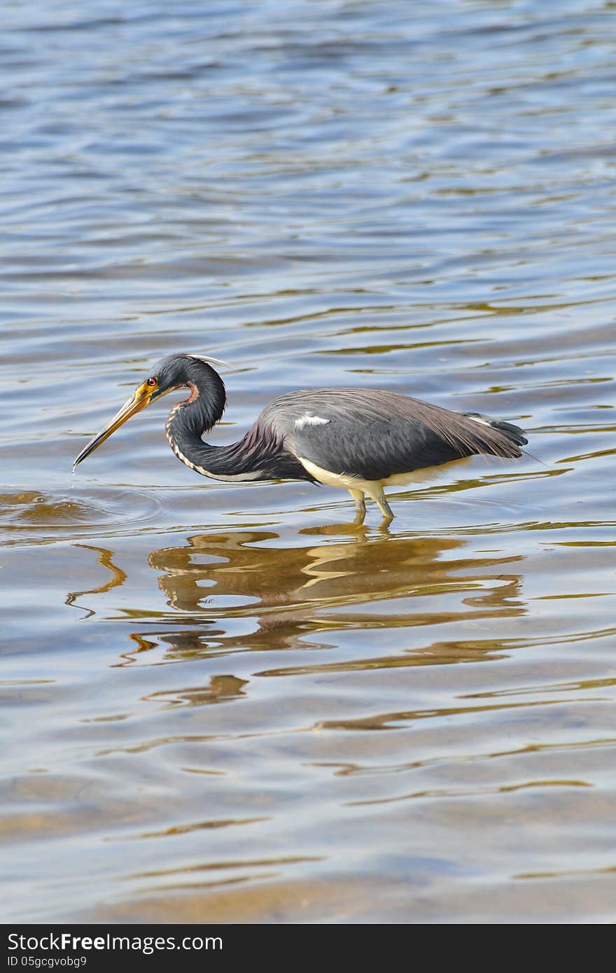 Great Blue Heron stands in the water fishing.