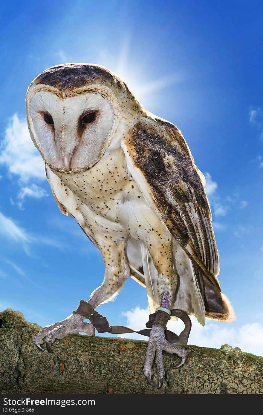 Owl