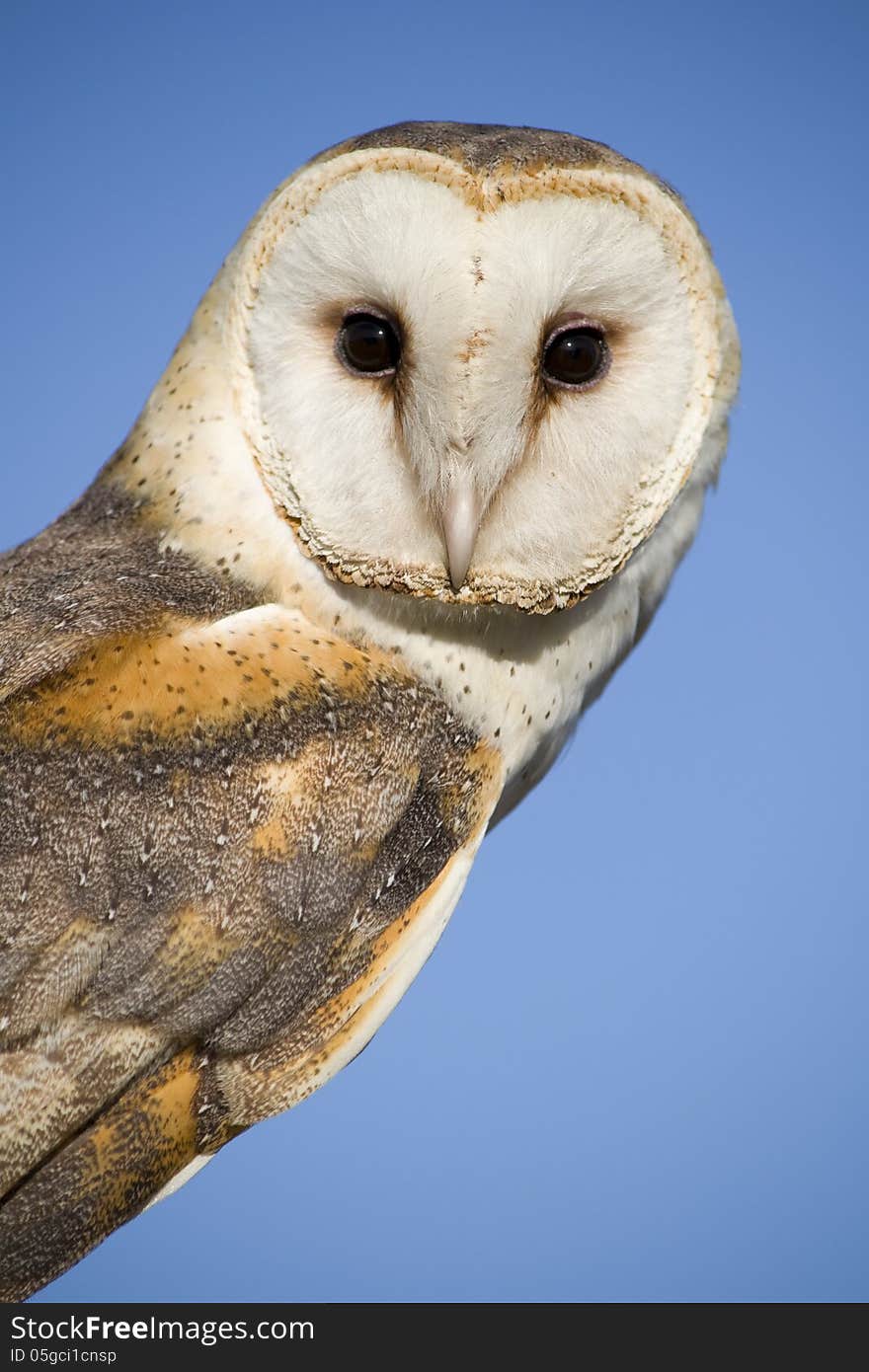 Barn owl on branch in captivity.