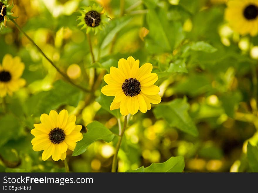 Flowers