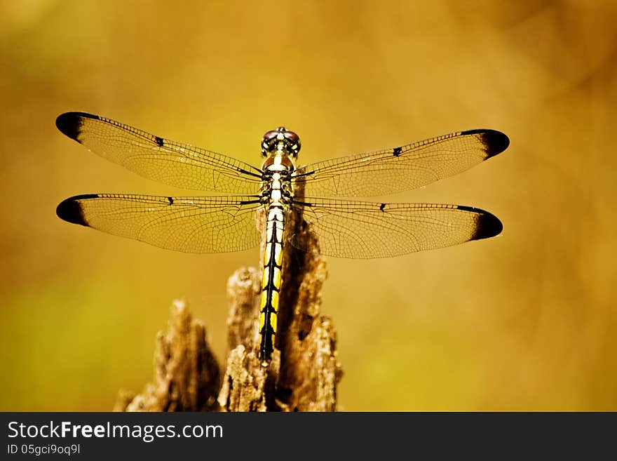 Dragonfly