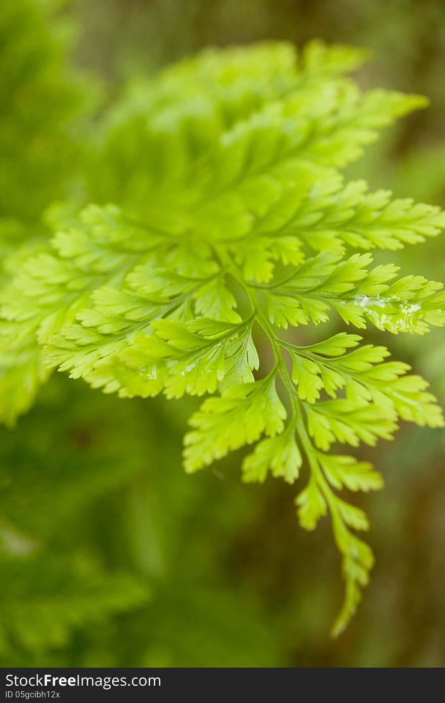 Fern Closeup