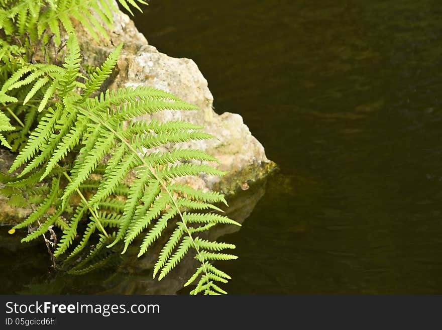 Fern And Rock