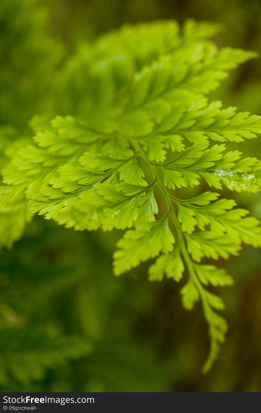 Fern Closeup