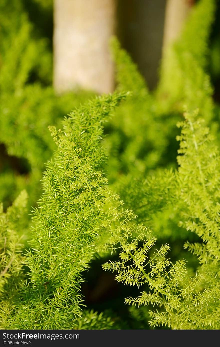 Fern Closeup