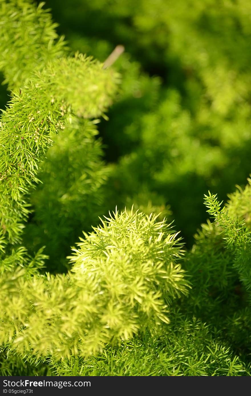 Fern Closeup