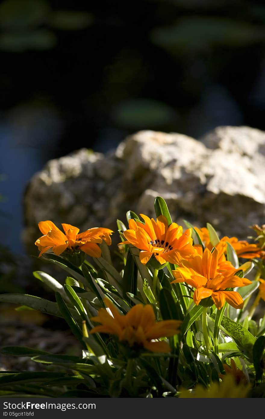 Flower and Rock