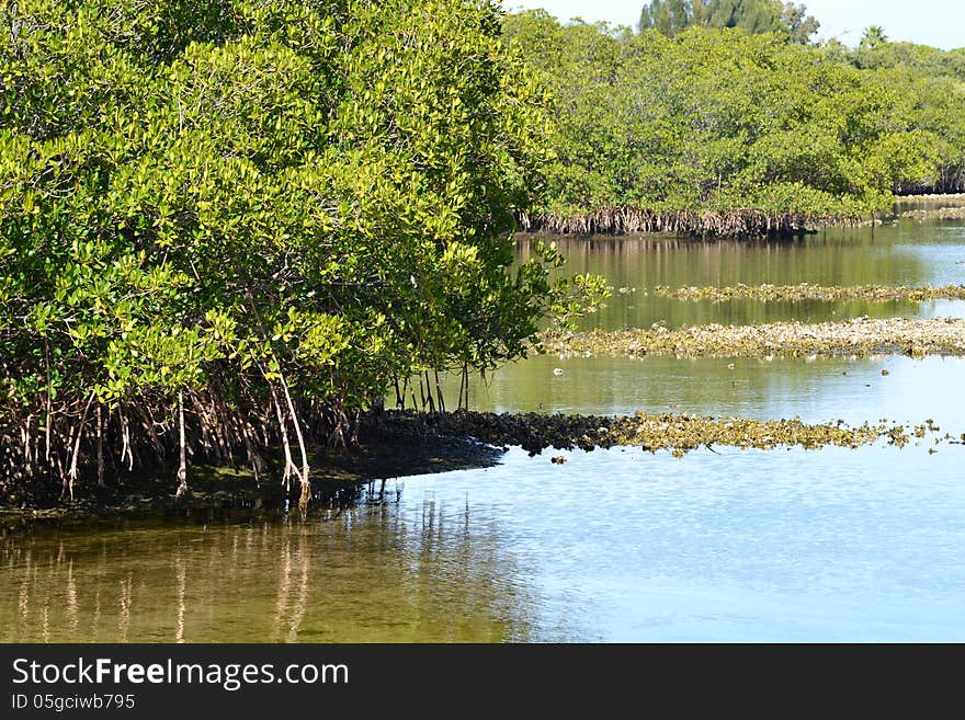 Florida Mangroves