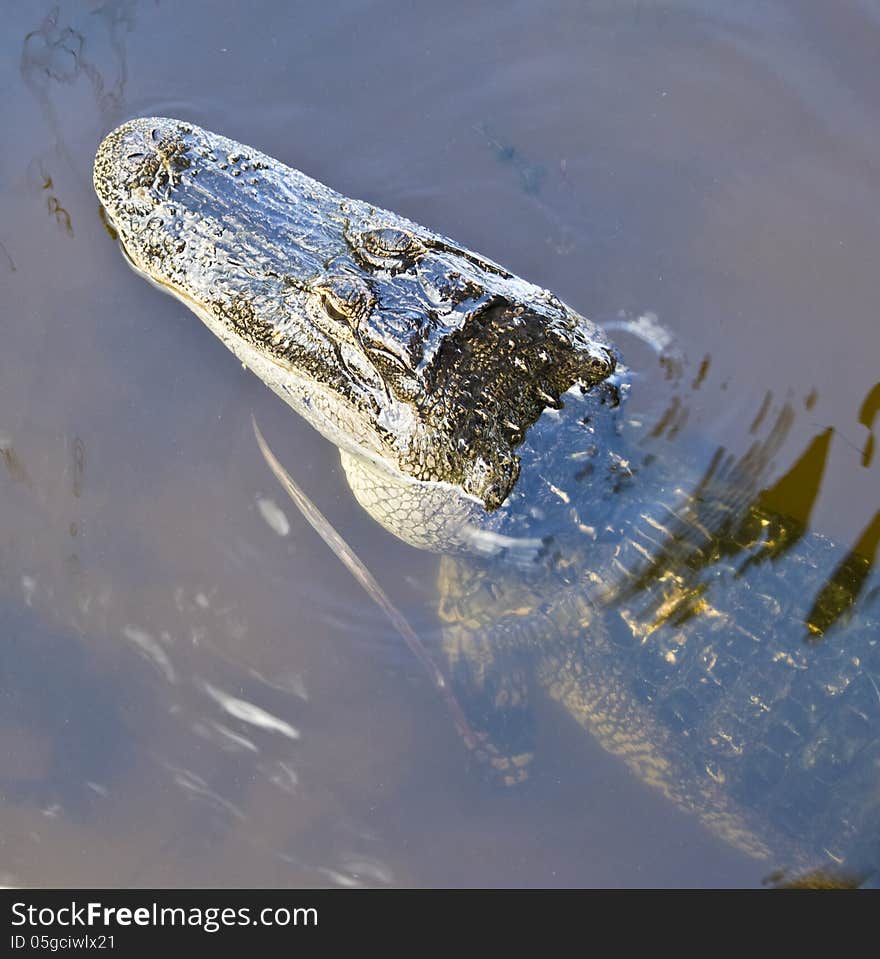 Alligator