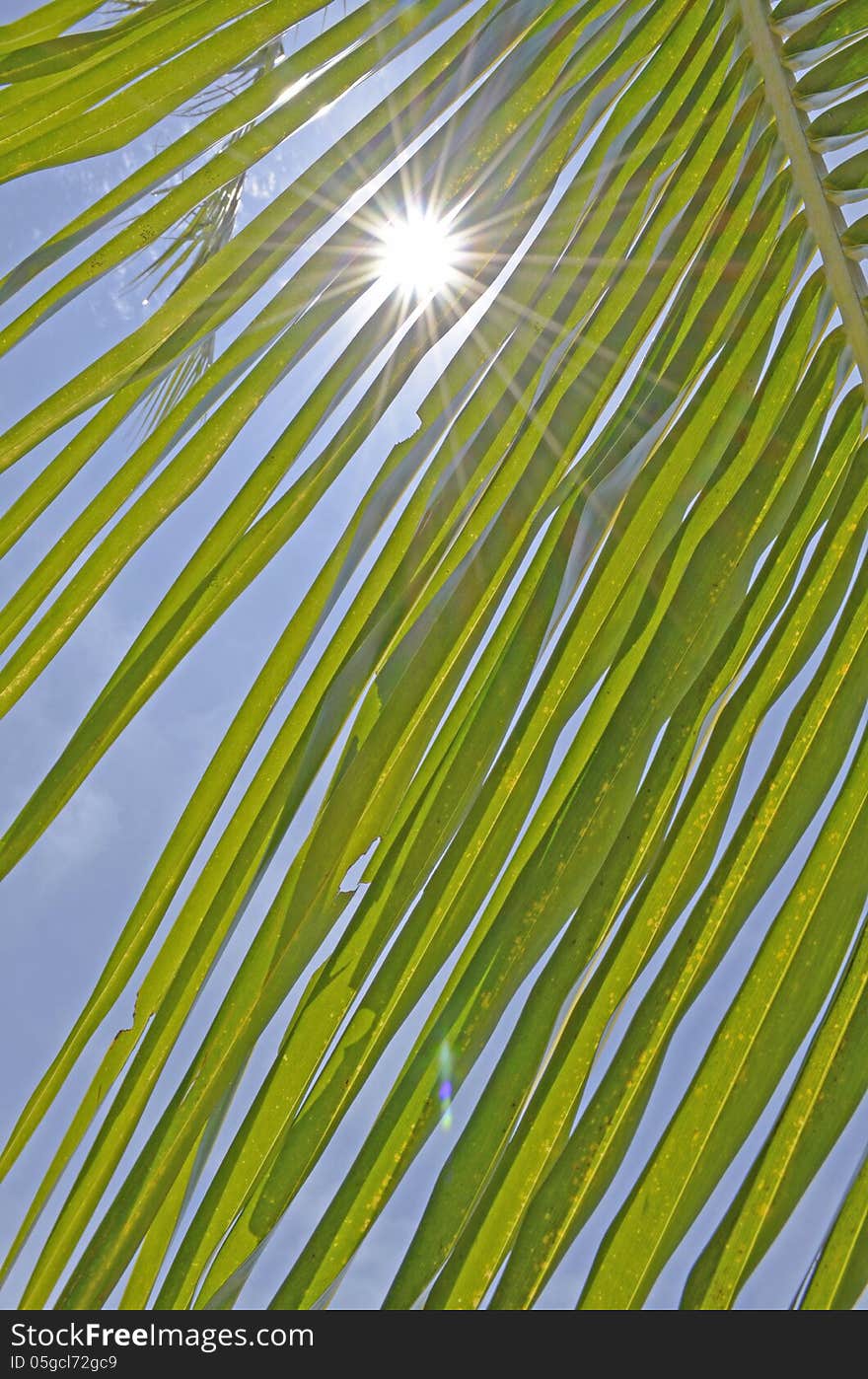 Greeny Coconut Leaf with Sunshine & Blue Sky. Greeny Coconut Leaf with Sunshine & Blue Sky