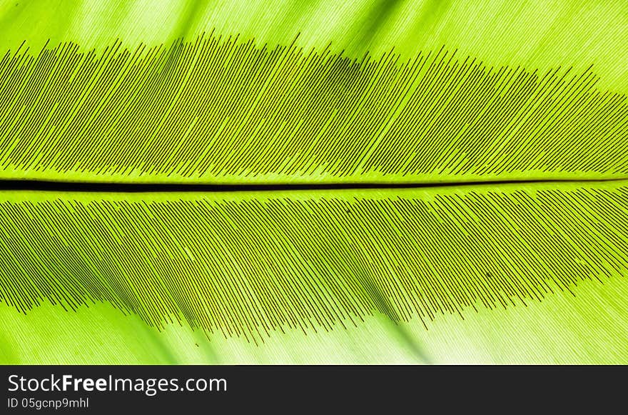 Fern leaves