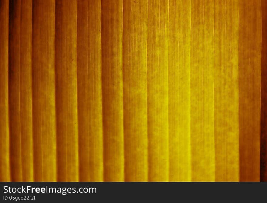 Abstract of banana leaf background. Abstract of banana leaf background