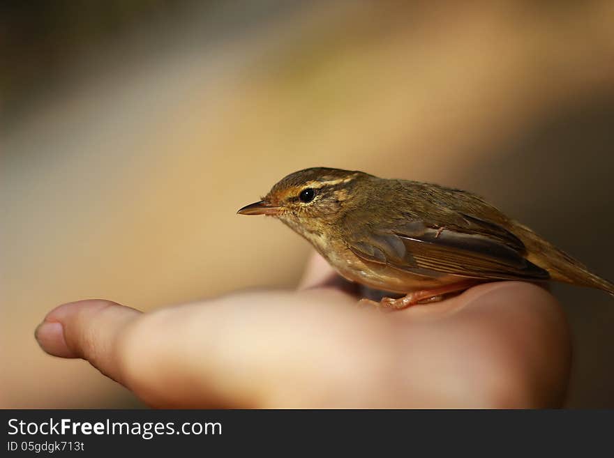 Beautiful of Bird in Khlonglan National Park Thailand