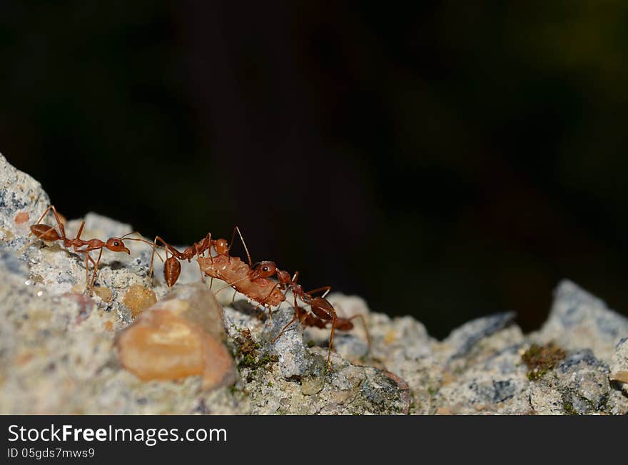 Team Work - Weaver Ants